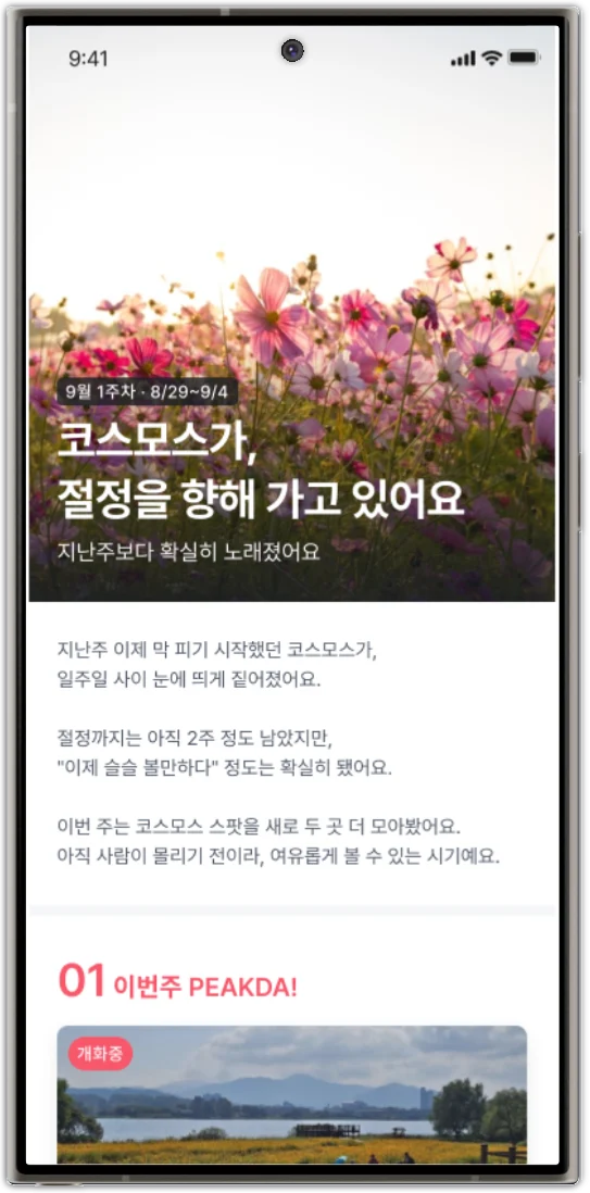 이번 주 피크다 큐레이션 화면 — 절정을 향해 가는 코스모스 명소 소개